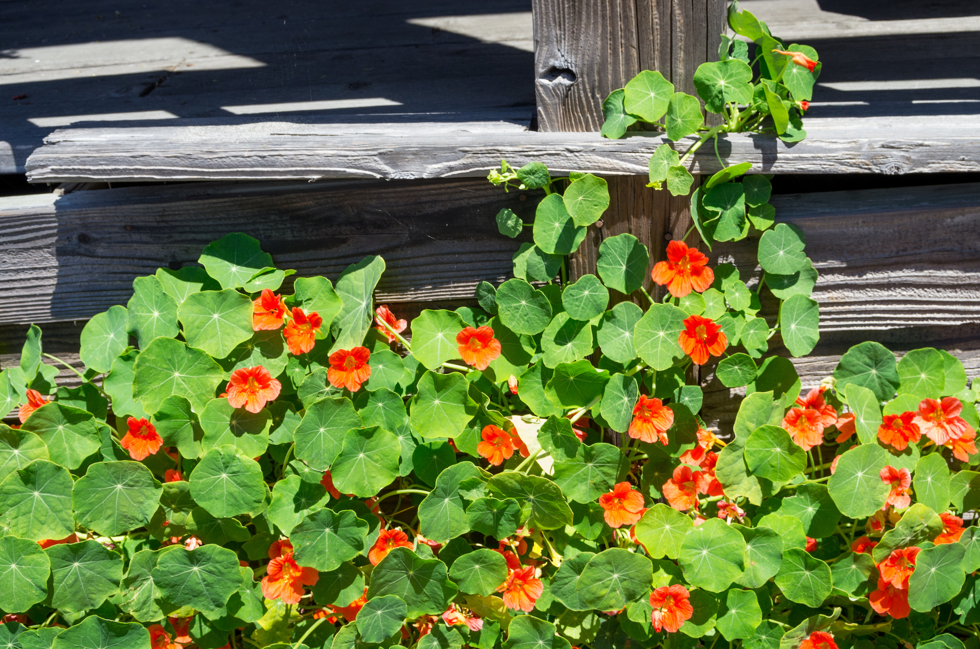 Bright Orange Nasturtiums Climbing Wooden Rail Fence